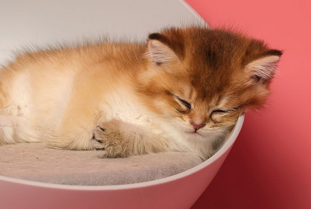 老人养猫为什么都很健康 老人养猫为什么都很健康