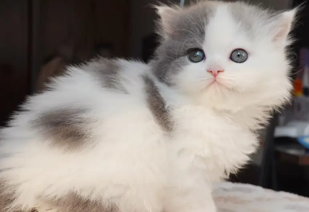 蓝白梵猫是什么意思?养蓝白猫有什么建议? 蓝白梵猫是什么意思?养蓝白猫有什么建议?