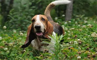 巴吉度犬毛发怎么护理?我来告诉你!