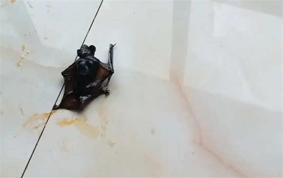家里飞进了蝙蝠是什么预兆