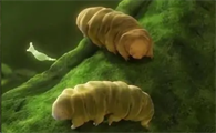 水熊虫的天敌是什么