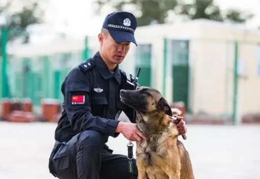 警犬：解析多种品种在警务领域中的角色与特征