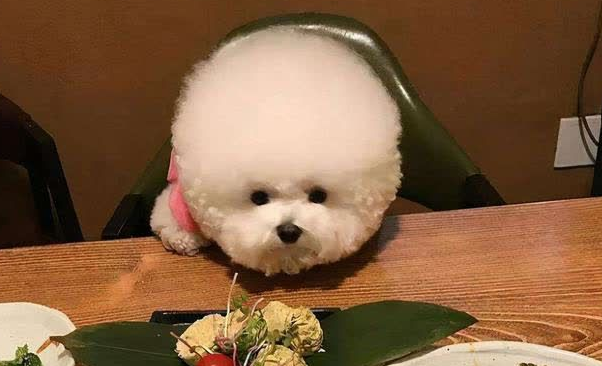 为什么越来越多人养‘比熊犬’? 为什么越来越多人养‘比熊犬’?
