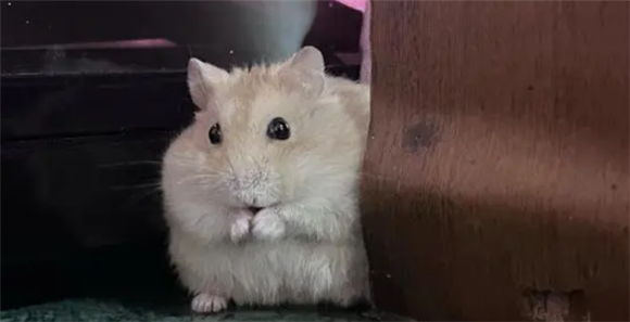银狐仓鼠与布丁仓鼠，谁更凶猛
