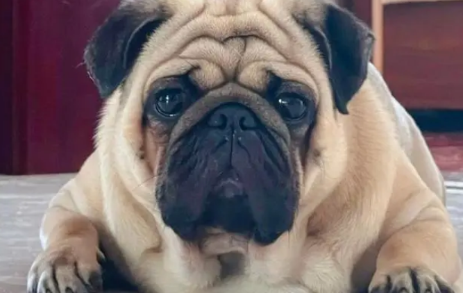 养巴哥犬需要注意以下的几个方面