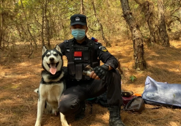 把哈士奇训练成警犬的奇葩日常