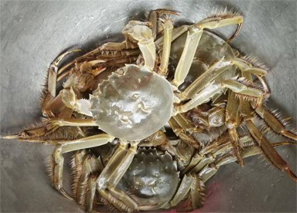 红花蟹价格多少钱一斤