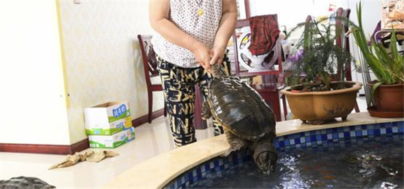 老人养龟的七大禁忌 老人养龟的七大禁忌