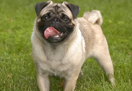 巴哥犬的全面知识介绍！