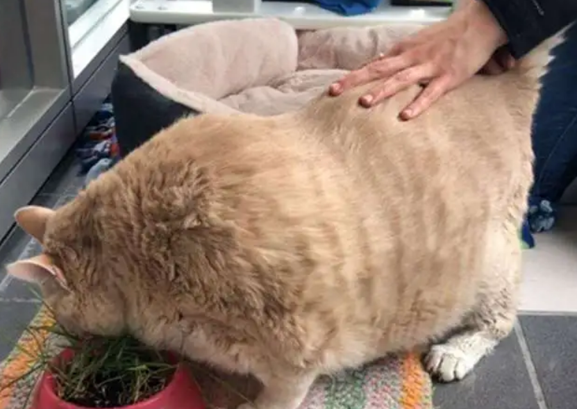 老年人养猫为啥都好胖 老年人养猫为啥都好胖
