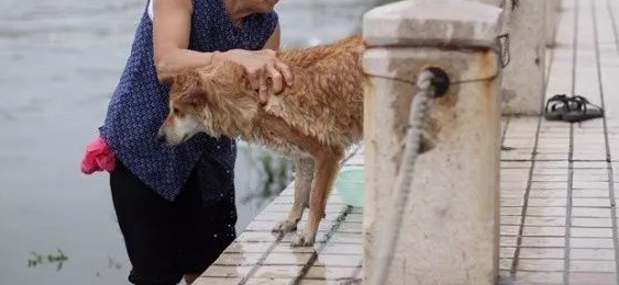 老人养宠物有精力吗