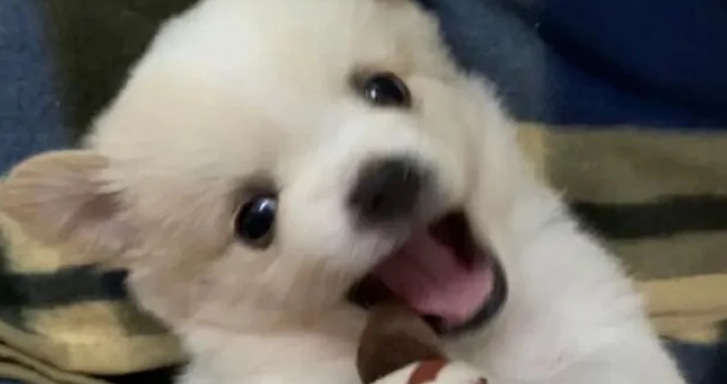 眼花缭乱!?养狗新手怎么选购宠物训练零食 眼花缭乱!?养狗新手怎么选购宠物训练零食