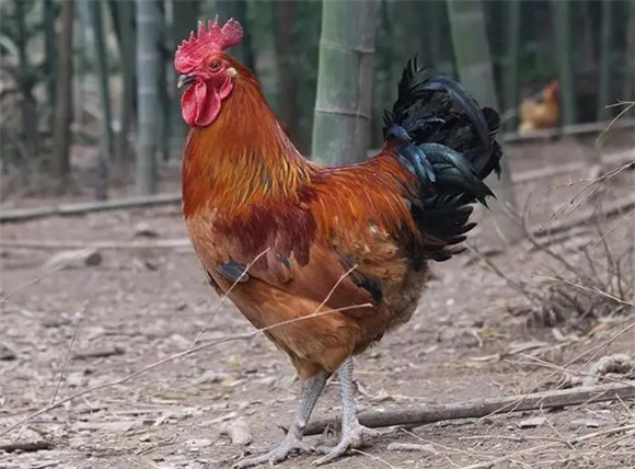 鸡会被蚊子咬吗