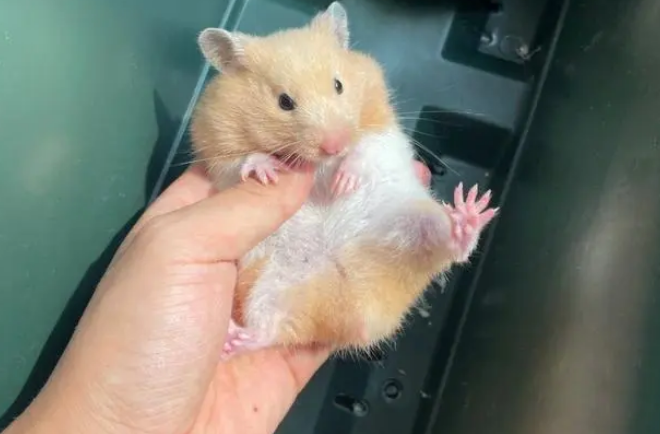 银狐仓鼠与布丁仓鼠，谁更凶猛
