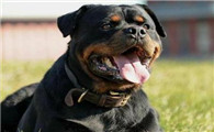 养罗威纳犬谨慎，因为这六点并非人人都可以接受