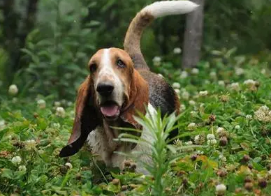 巴吉度犬毛发怎么护理？我来告诉你！