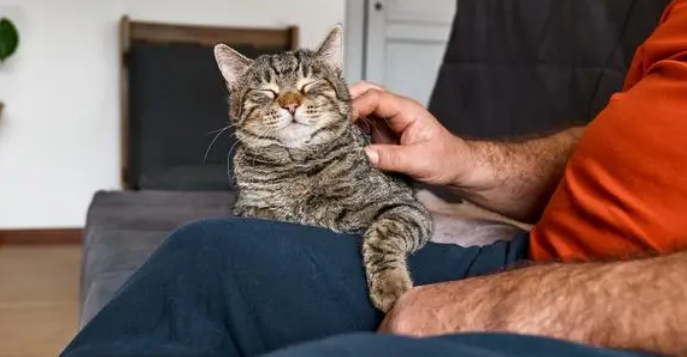 老人养猫要注意哪些
