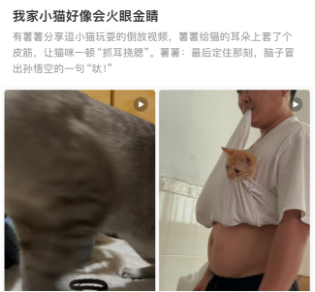 小猫好像会火眼金睛，给猫的耳朵上套了个皮筋看看