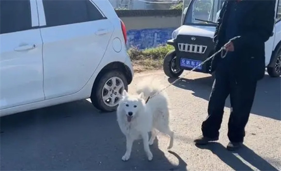 老人养狗哪个品种好 老人养狗哪个品种好