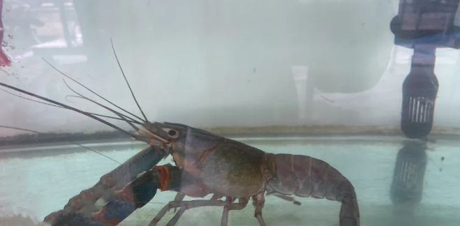 澳洲淡水龙虾亩产多少斤