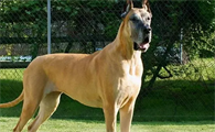 这6种优秀的护卫犬，速来了解