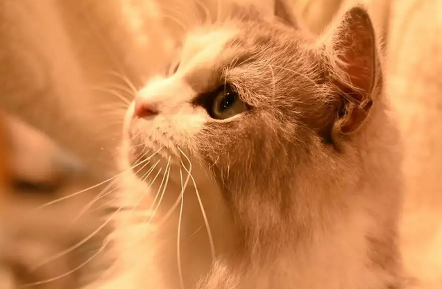 老人养猫的好处与坏处 老人养猫的好处与坏处