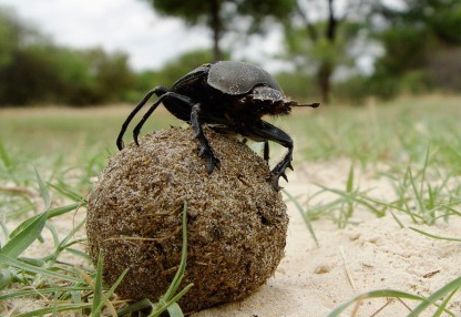 屎壳郎几月份最多 屎壳郎几月份最多