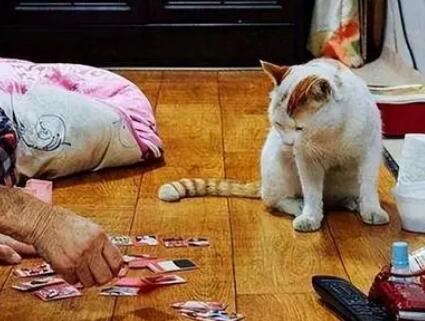 养猫会使老人变得勤快吗 养猫会使老人变得勤快吗
