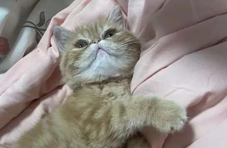 独居老人养猫能缓解孤独吗