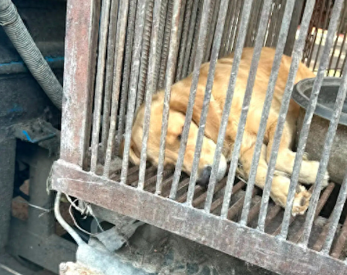 狗肉馆门前关着一只金毛,什么指令都懂好听话 狗肉馆门前关着一只金毛,什么指令都懂好听话