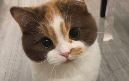 给老人养猫有什么说法吗