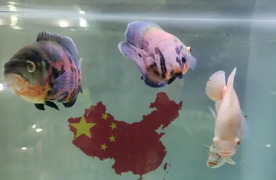 地图鱼都能跳缸?来看看吧 地图鱼都能跳缸?来看看吧