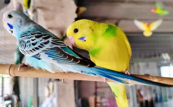 老人养鸟毁一生