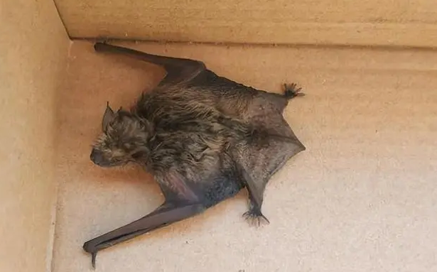 蝙蝠飞到阳台是什么预兆 蝙蝠飞到阳台是什么预兆