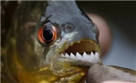 世上真的有食人鱼吗