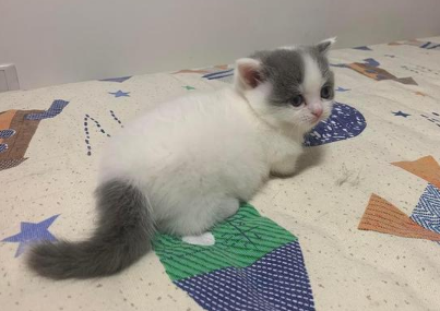 五个月的净梵猫掉毛很多有什么办法