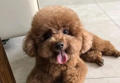 老年人养狗会感染疾病吗