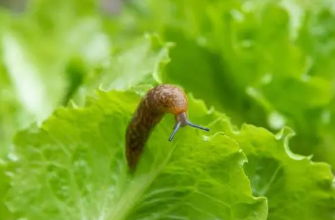 生菜上的蛞蝓 生菜上的蛞蝓