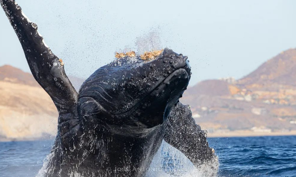 座头鲸的信息 座头鲸的信息