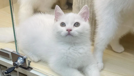 养猫经验：净梵猫感冒了怎么办 