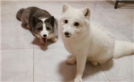 老年人养狐狸有说法吗为什么