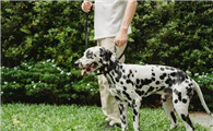 小知识:大麦町犬(斑点狗)容易饲养吗?