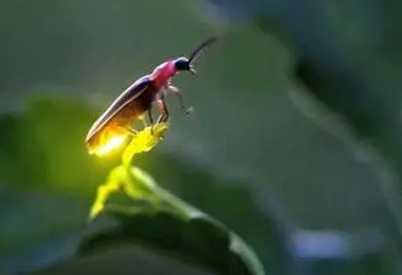 萤火虫是不是保护动物