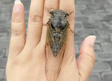 蝉什么季节脱壳