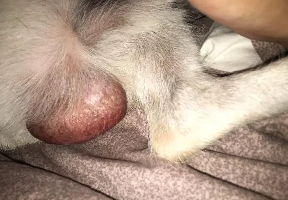 阴囊上有蚯蚓状血管怎么办