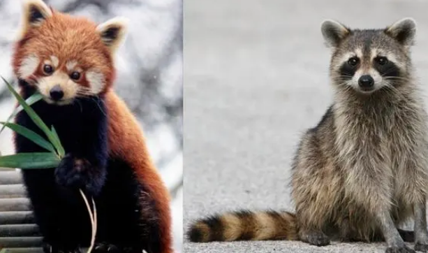 小熊猫浣熊区别