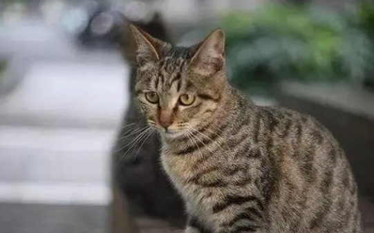 玳瑁猫是世界上最丑的猫吗？为何很多人不喜欢玳瑁猫？