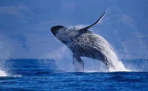 鲸鱼可以下潜10000米深吗