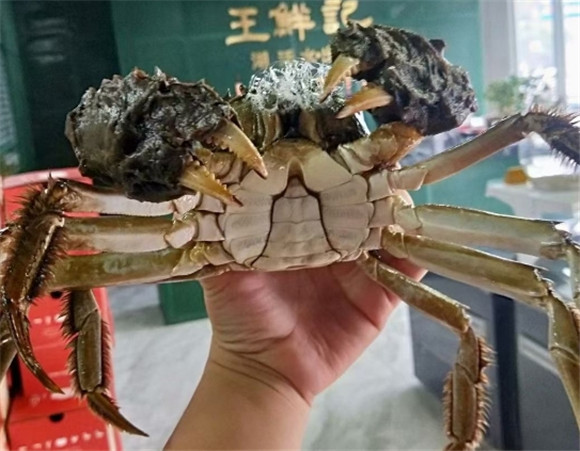 蟹在故乡之大闸蟹养殖系列六 蟹在故乡之大闸蟹养殖系列六