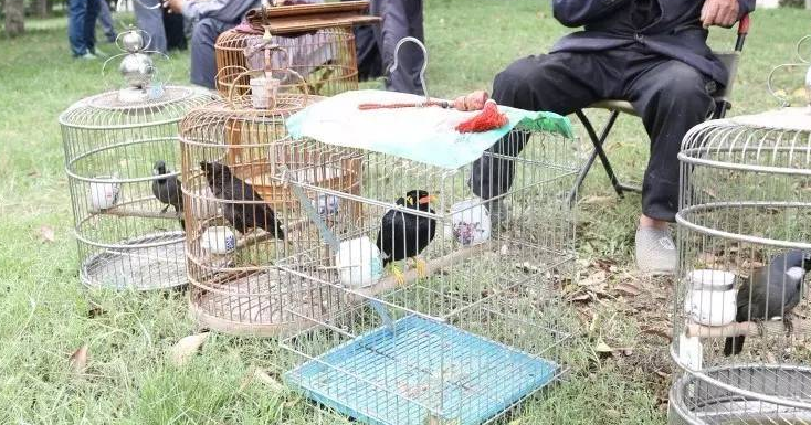 老人在家适合养殖什么家禽 老人在家适合养殖什么家禽